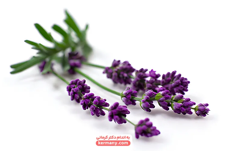 اسطوخودوس1