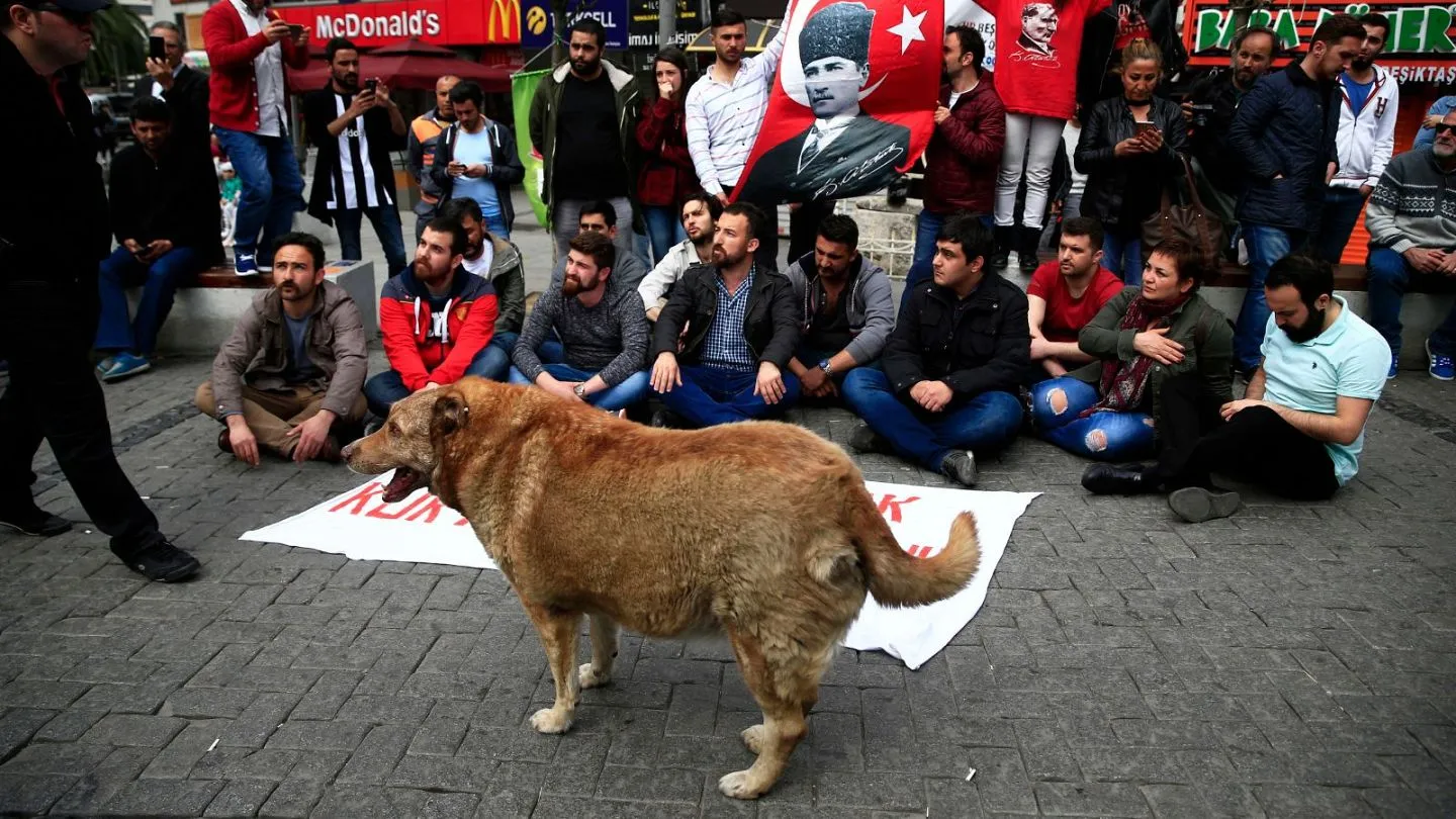 اظهارات اردوغان درباره جمع‌ آوری سگ‌ های خیابانی استانبول