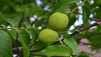 مشکلات گوارشی
