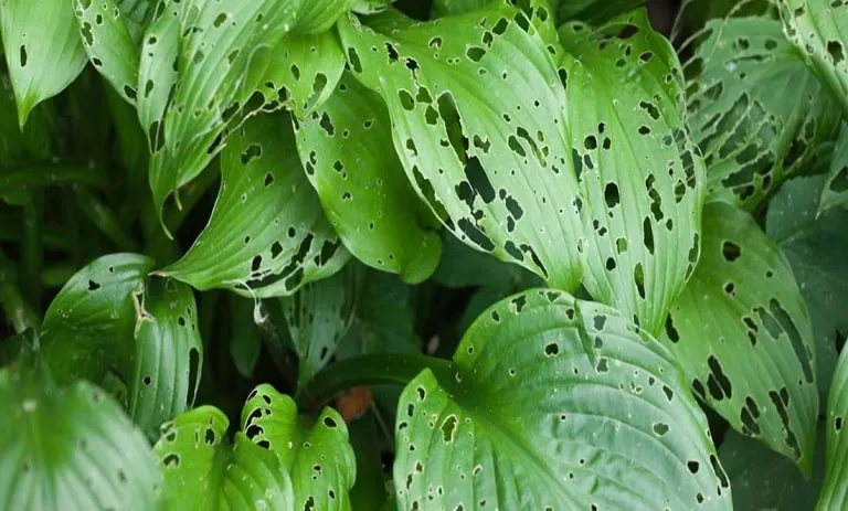 برگ گیاهان آپارتمانی
