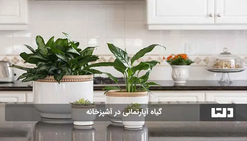رشد گیاهان