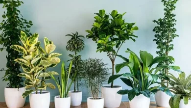 بهترین جای خانه برای رشد گل و گیاه3