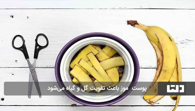 بهترین کودهای خانگی برای گل و گیاه2