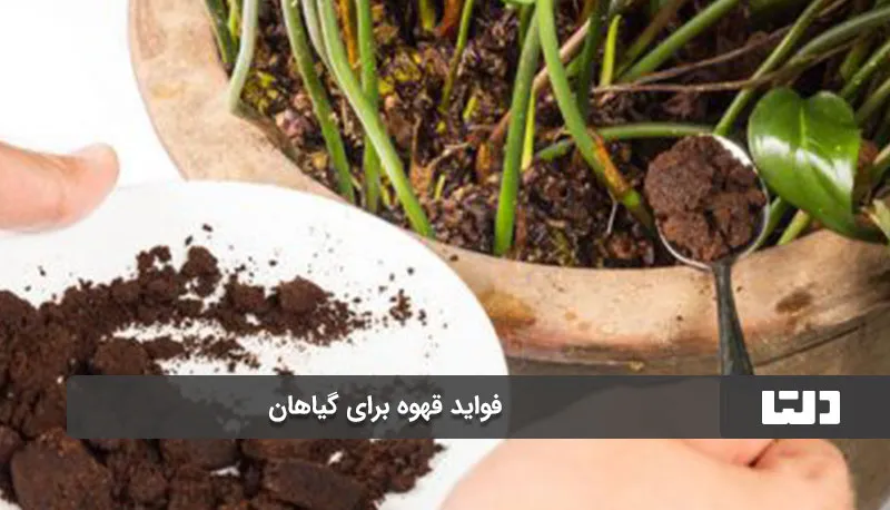 بهترین کودهای خانگی برای گل و گیاه3