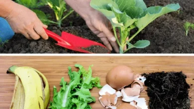 بهترین کودهای خانگی برای گل و گیاه4