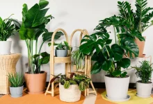 گل های آپارتمانی سمی