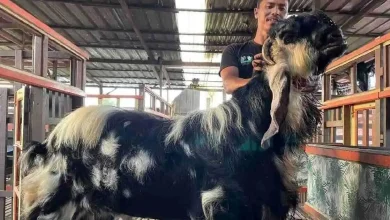 ترسناک‌ ترین بز جهان 1