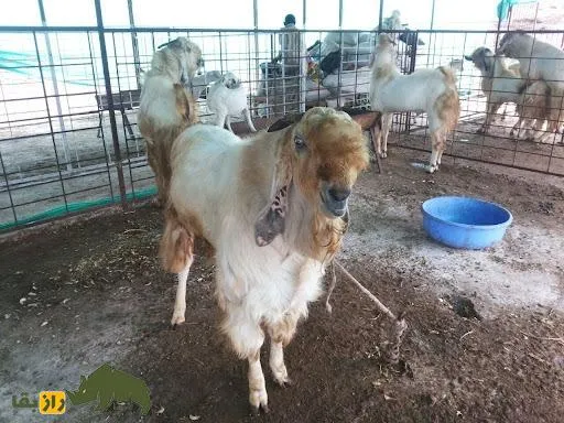 ترسناک‌ ترین بز جهان1