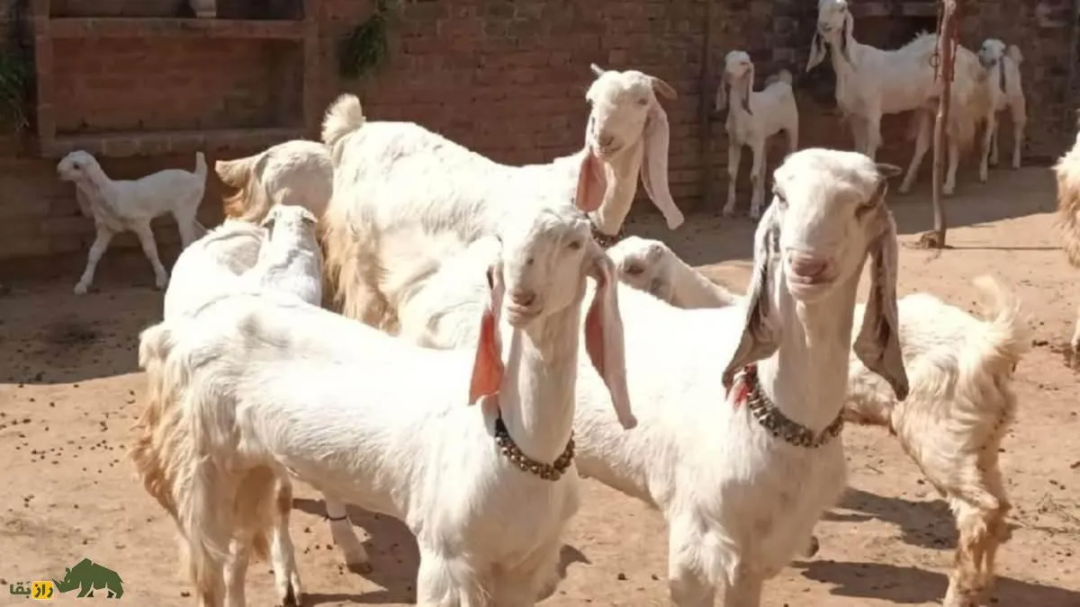 ترسناک‌ ترین بز جهان4