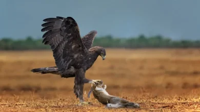عقاب