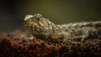 خزنده سه‌ چشم منقرض‌شده به زندگی بازگشت