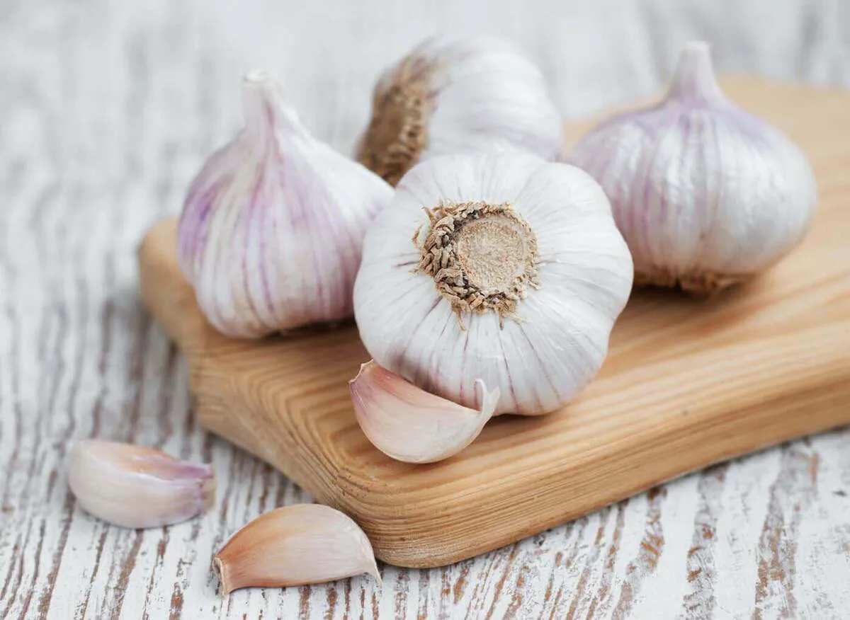 خواص سیر برای پایین نگه داشتن گلوکز و کلسترول خون5