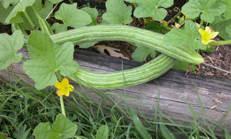 خیار چنبر