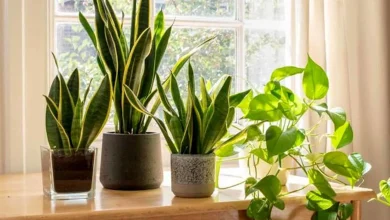 دلایل قد نکشیدن گیاهان آپارتمانی چیست؟
