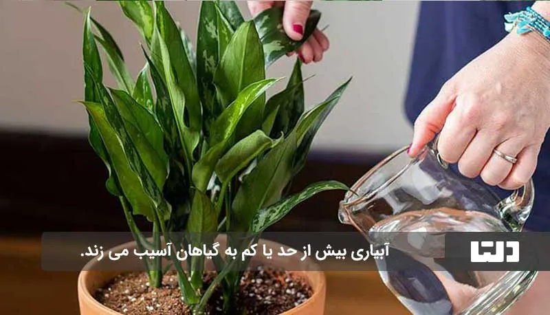 دلایل قد نکشیدن گیاهان آپارتمانی چیست؟1