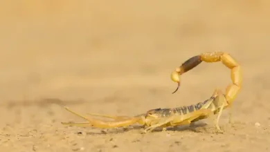 خطر عقرب گزیدگی در کمین مردم این استان 3 عقرب گزیدگی