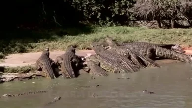 فرآیند پرورش و فرآوری گوشت و پوست هزاران کروکودیل فیلم