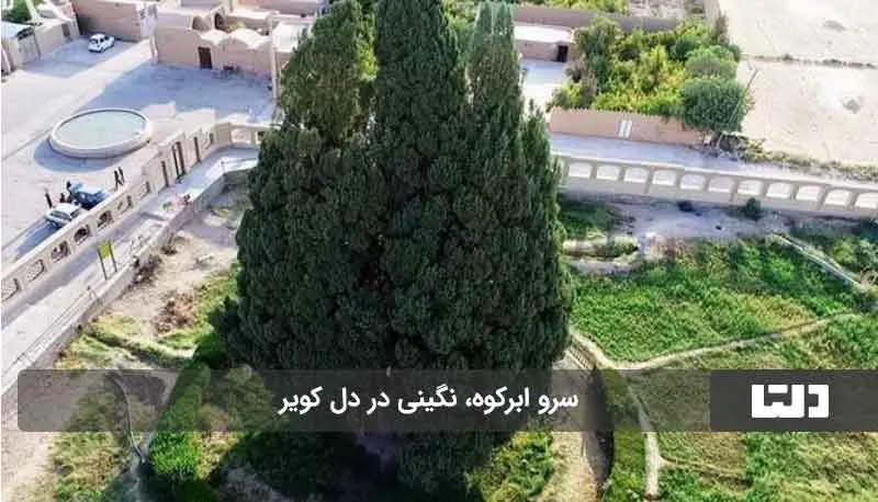 قدیمی‌ ترین درخت ایران