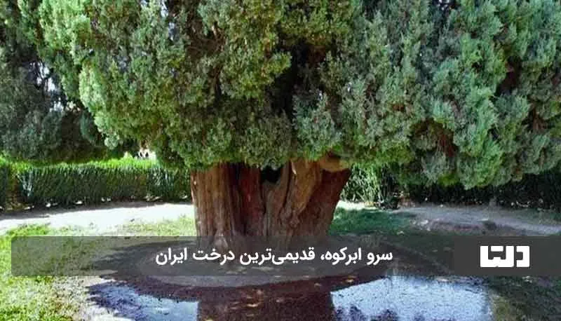 قدیمی‌ ترین درخت ایران