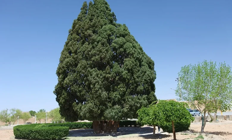 قدیمی‌ ترین درخت ایران