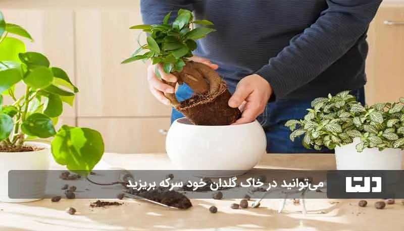 معجزه سرکه سیب برای رشد گیاهان1