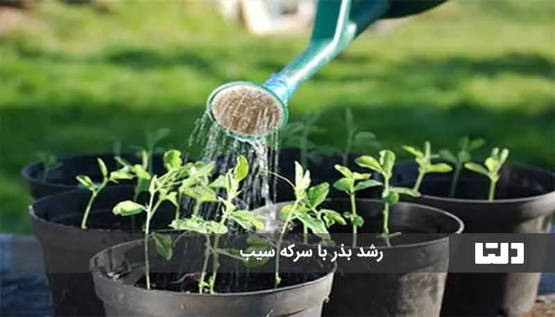 معجزه سرکه سیب برای رشد گیاهان2