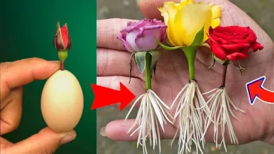 پرورش گل رز با تخم‌ مرغ در خانه