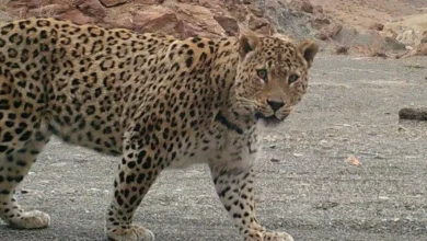 پلنگ ایرانی در طارم