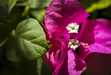 نگهداری از گل کاغذی