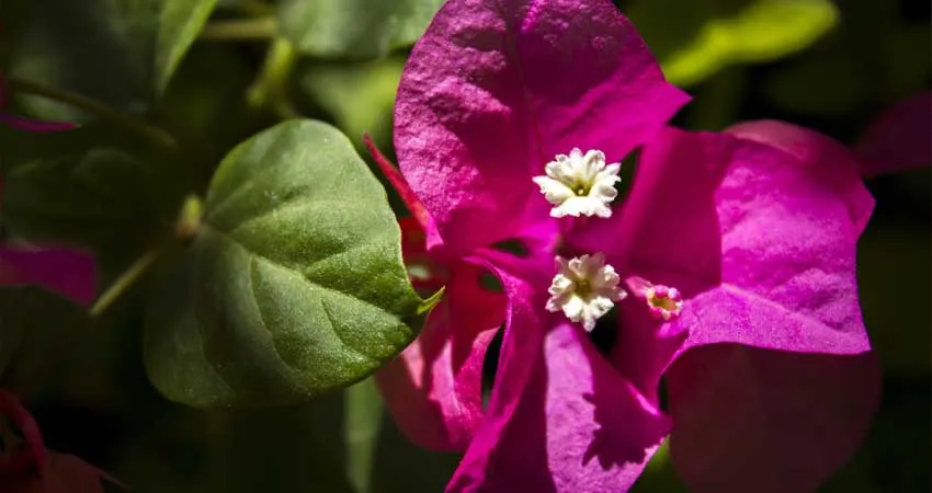 چند نکته مهم برای نگهداری از گل‌ کاغذی 1