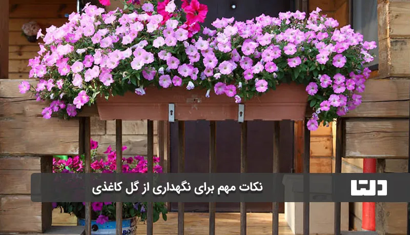 گل‌ کاغذی