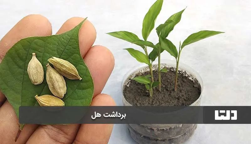 کاشت هل