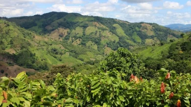 کشف حشرۀ ناشناخته‌ ای که زنبور نیست