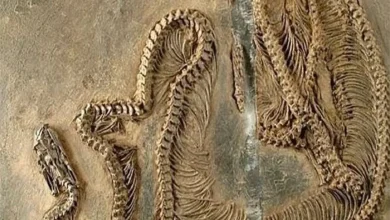 ایکس‌ باکس