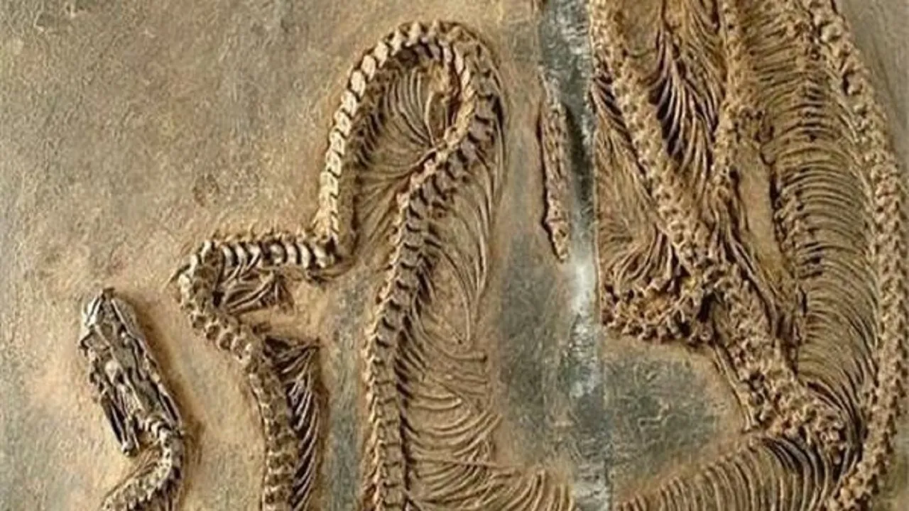 کشف فسیل گونه‌ جدیدی از مارها