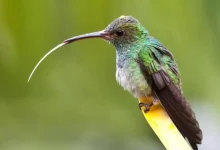 کوچک‌ترین پرنده جهان عکس1