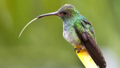 کوچک‌ترین پرنده جهان عکس1