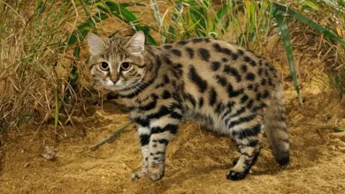 گربه پاسیاه، کشنده‌ترین و خطرناک‌ترین گربه وحشی جهان