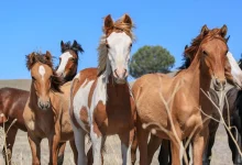 گله اسب‌های وحشی در گیلان (فیلم)