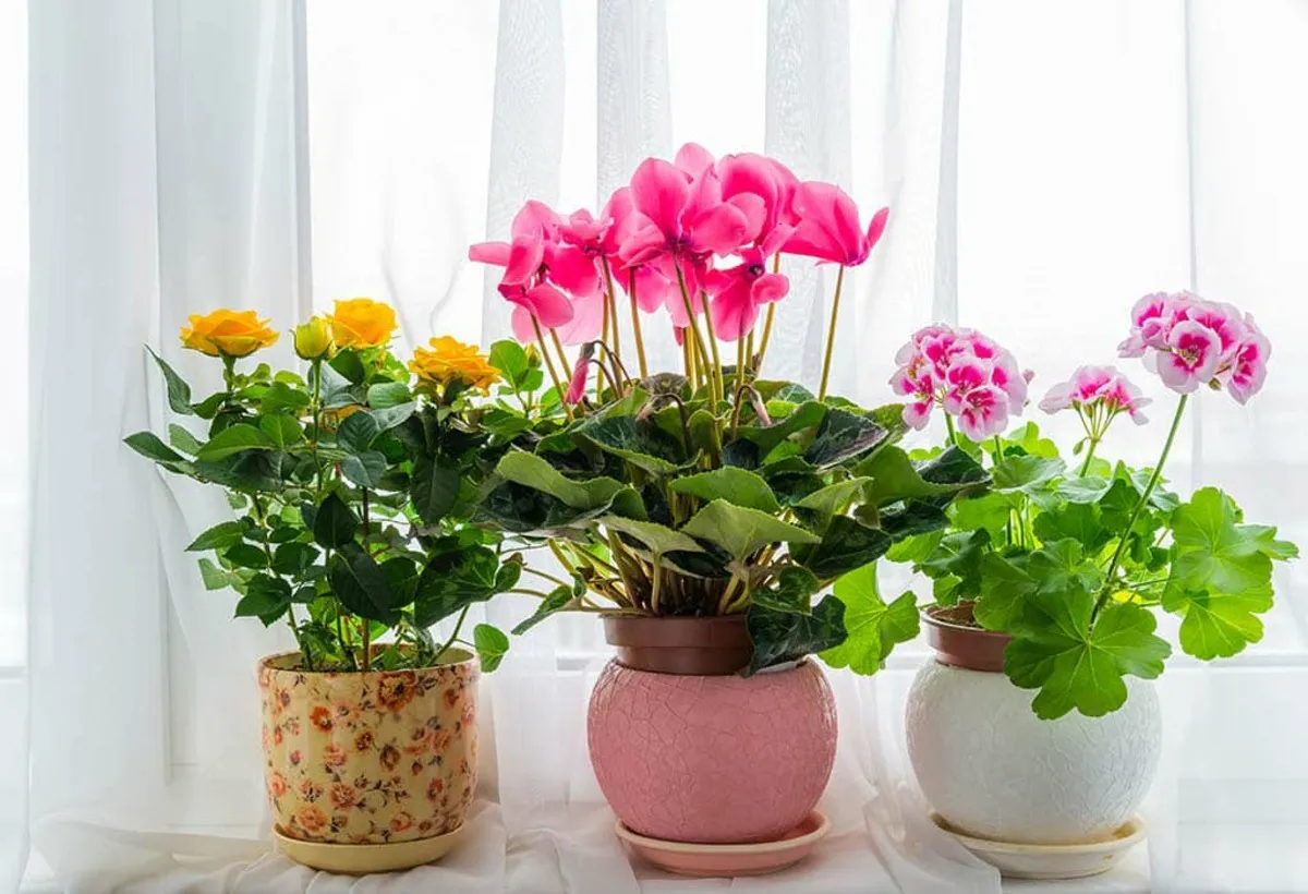 گل‌ های زیبایی که در تمام سال گل می دهند