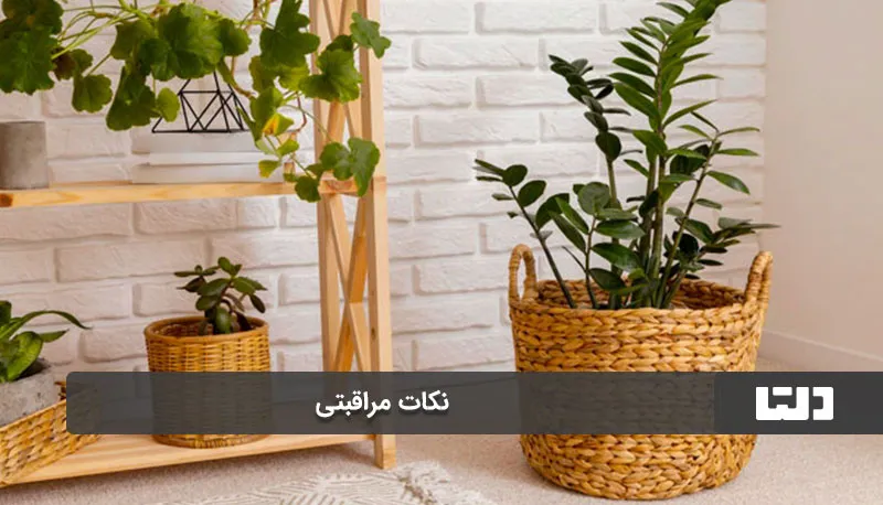 گیاهان آپارتمانی حساس به گرما1