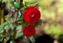 ترفند کاربردی