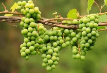 خورش کرفس