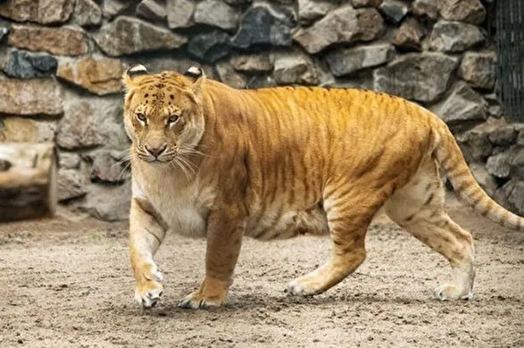 جشن آبانگان