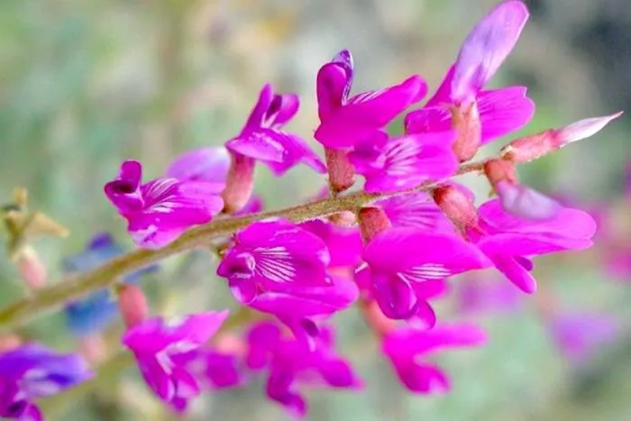 گیاهان دارویی