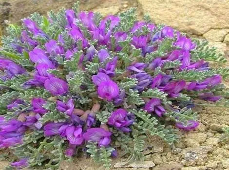 گیاهان دارویی