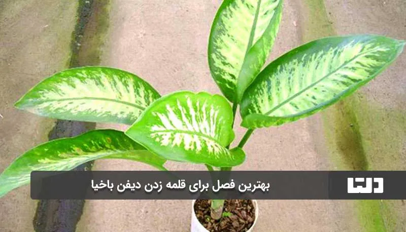 2 روش قلمه زدن دیفن باخیا و افزایش تعداد پاجوش