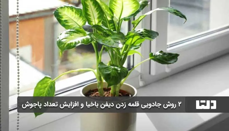 2 روش قلمه زدن دیفن باخیا و افزایش تعداد پاجوش1