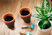 قلمه زدن درختان میوه