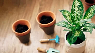 2 روش قلمه زدن دیفن باخیا و افزایش تعداد پاجوش3
